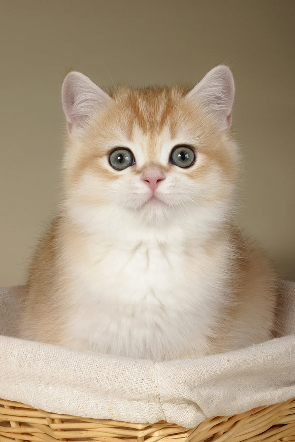 Tommy | British Shorthair Kitten