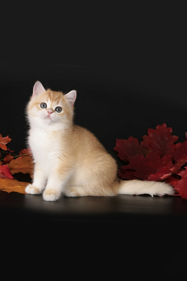 Tommy | British Shorthair Kitten