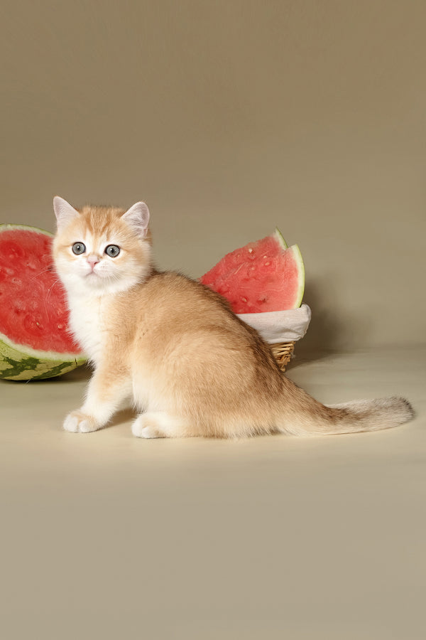 Tommy | British Shorthair Kitten