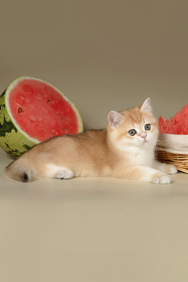 Tommy | British Shorthair Kitten