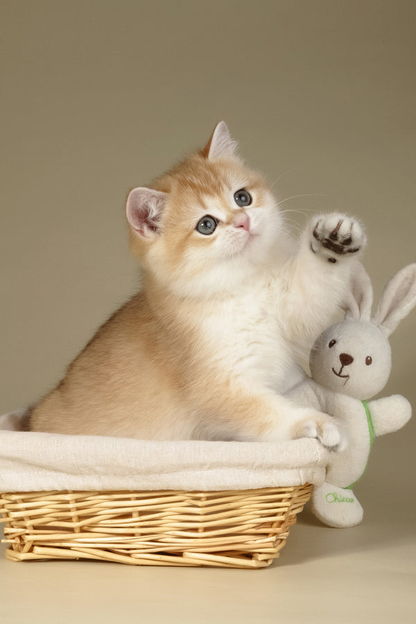 Tommy | British Shorthair Kitten