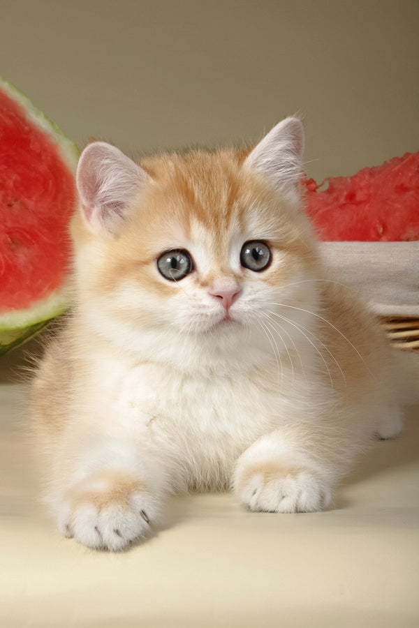 Tommy | British Shorthair Kitten