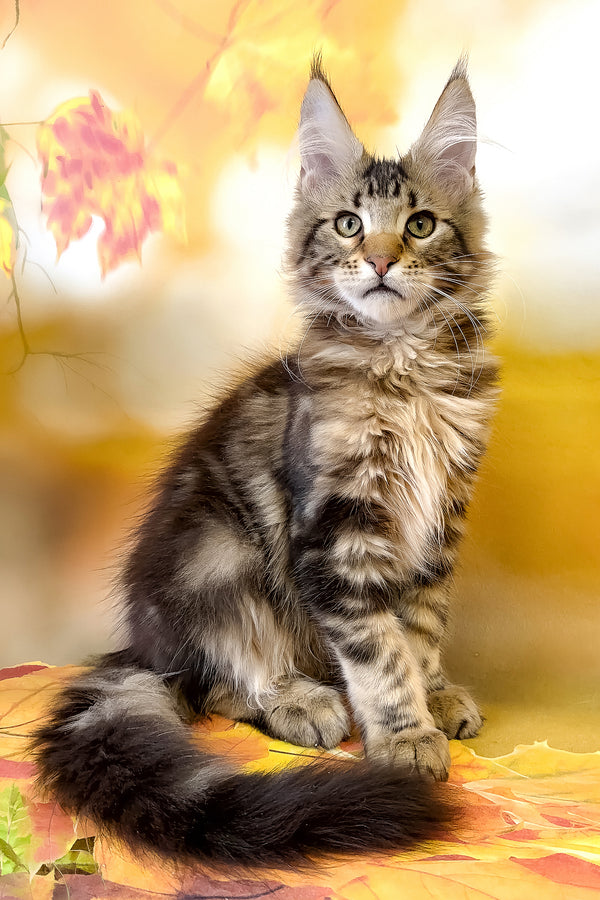Tom | Maine Coon Kitten
