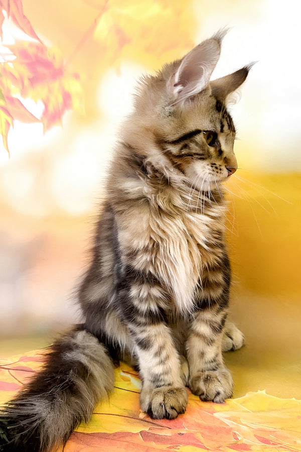Tom | Maine Coon Kitten