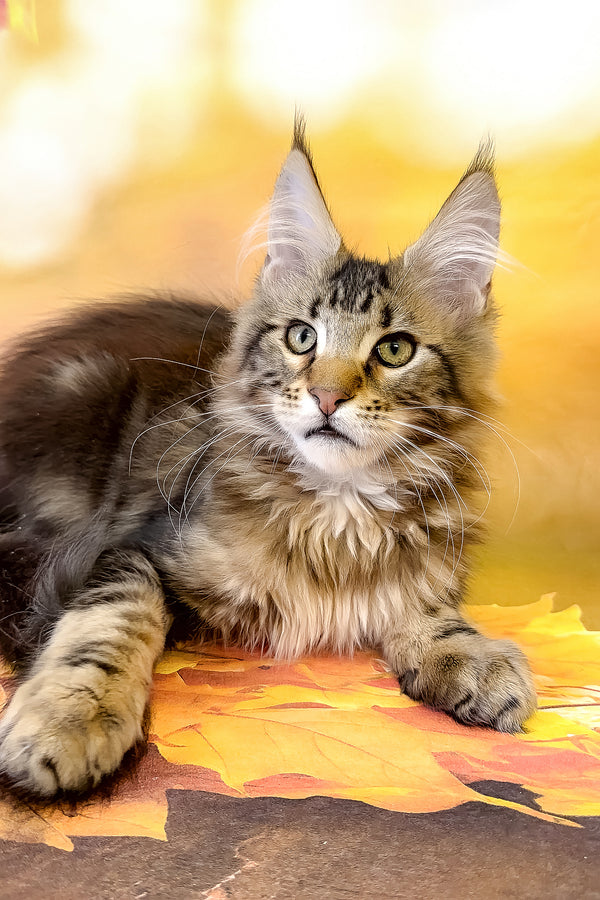 Tom | Maine Coon Kitten