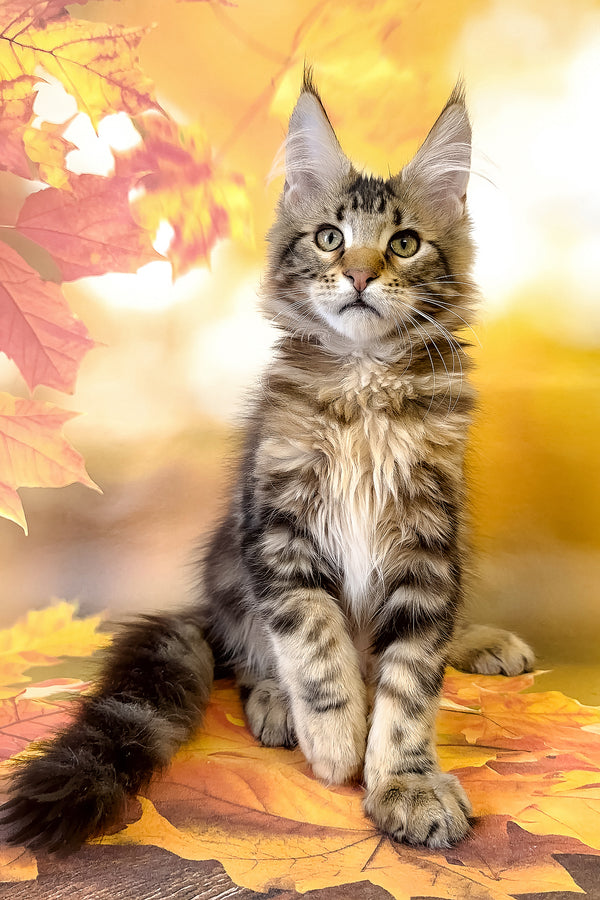 Tom | Maine Coon Kitten