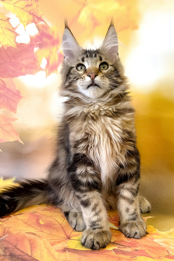 Tom | Maine Coon Kitten