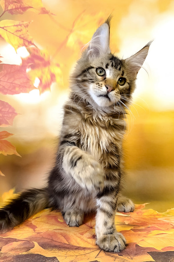 Tom | Maine Coon Kitten
