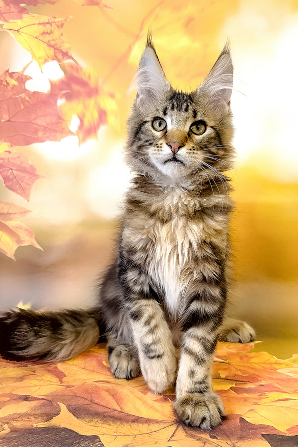 Tom | Maine Coon Kitten