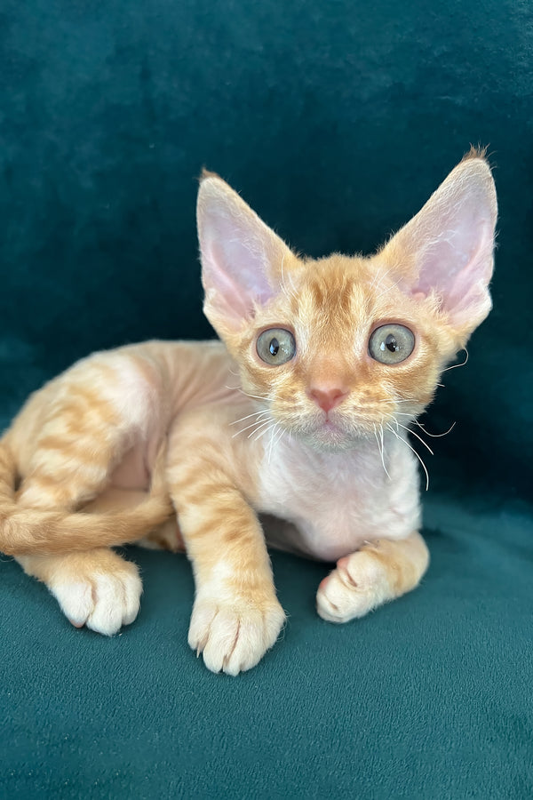 Tomas | Devon Rex Kitten