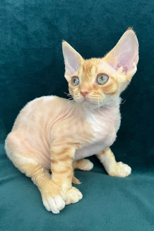 Tomas | Devon Rex Kitten