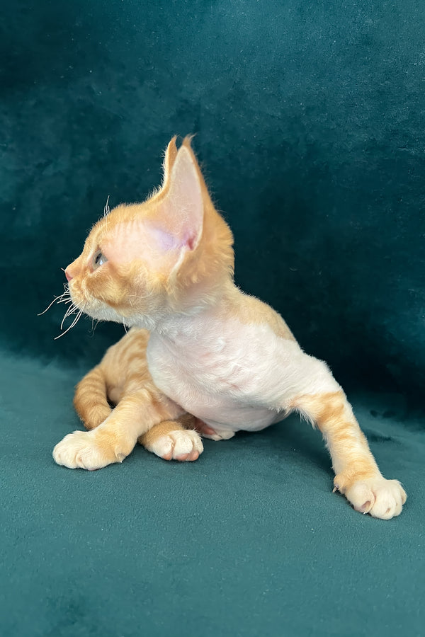 Tomas | Devon Rex Kitten