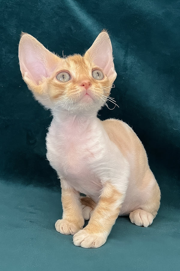 Tomas | Devon Rex Kitten