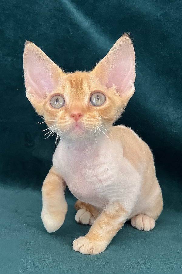 Tomas | Devon Rex Kitten