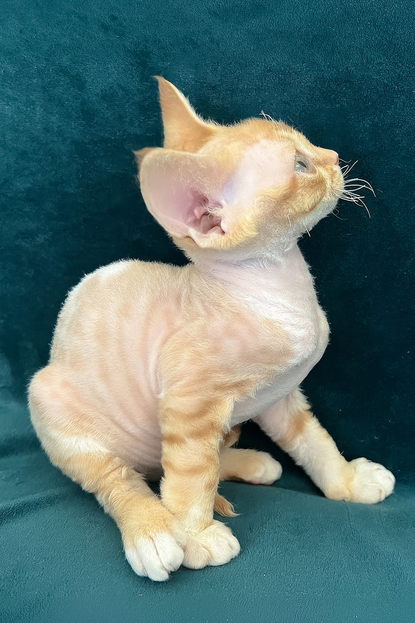 Tomas | Devon Rex Kitten