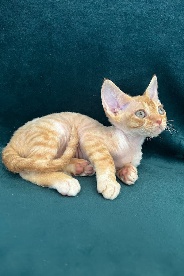 Tomas | Devon Rex Kitten