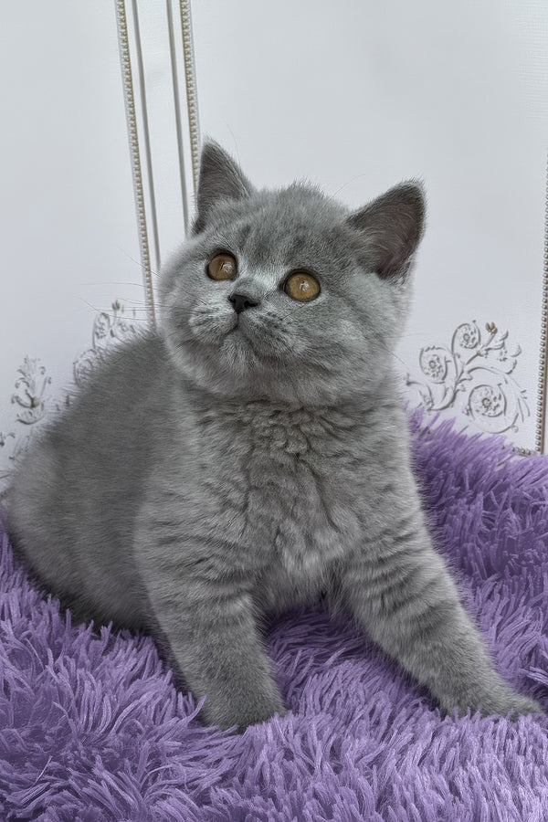 Tomas | British Shorthair Kitten