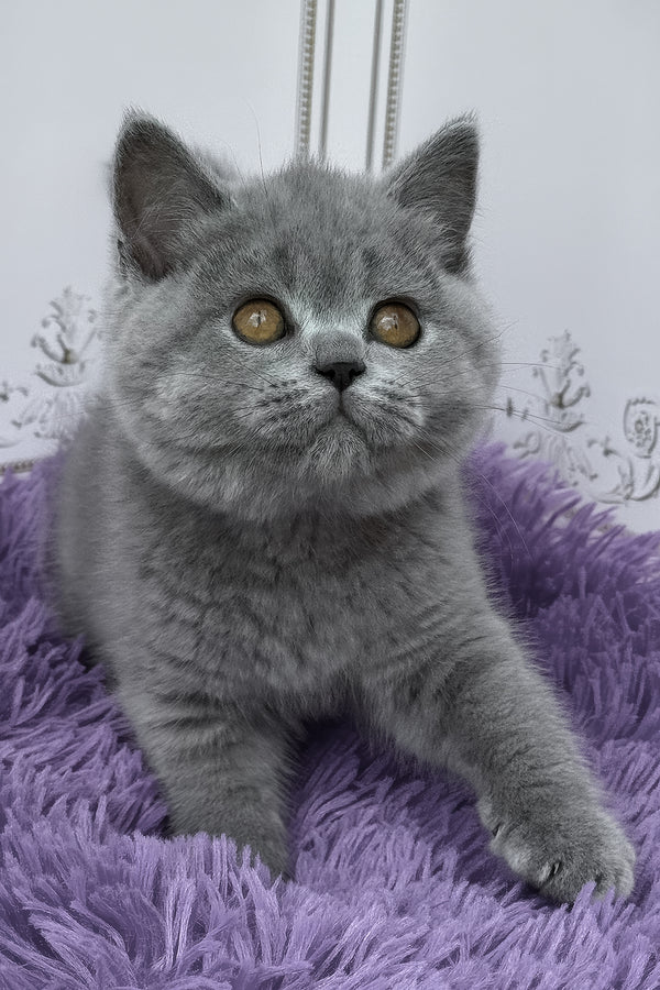 Tomas | British Shorthair Kitten