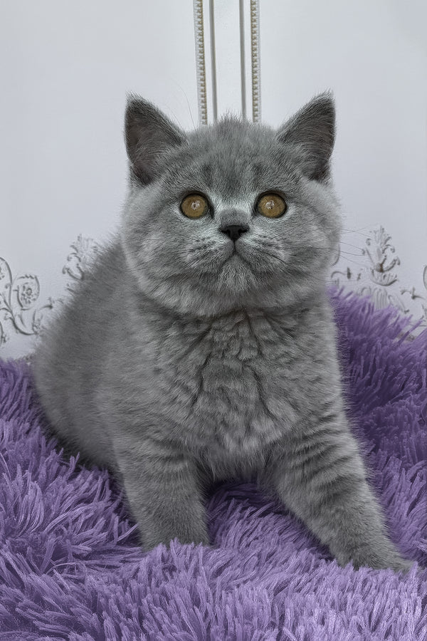 Tomas | British Shorthair Kitten