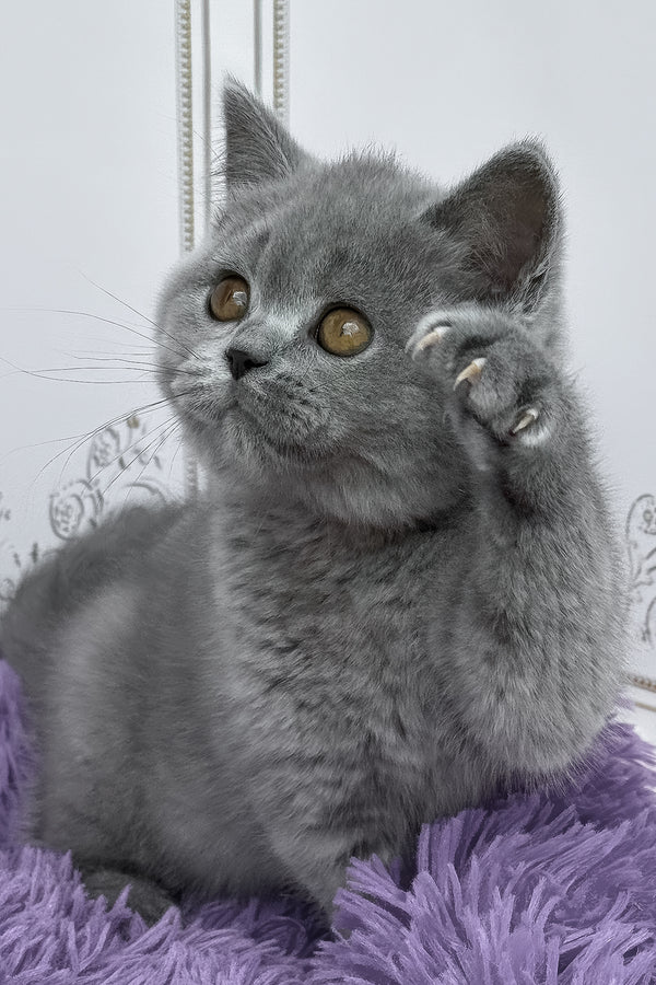 Tomas | British Shorthair Kitten