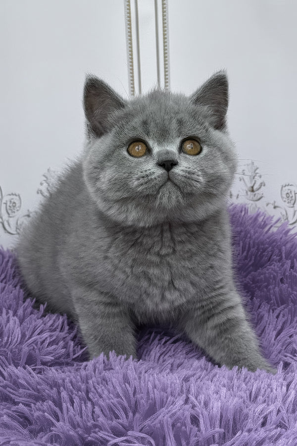 Tomas | British Shorthair Kitten