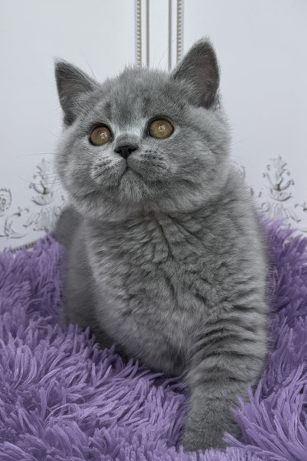 Tomas | British Shorthair Kitten