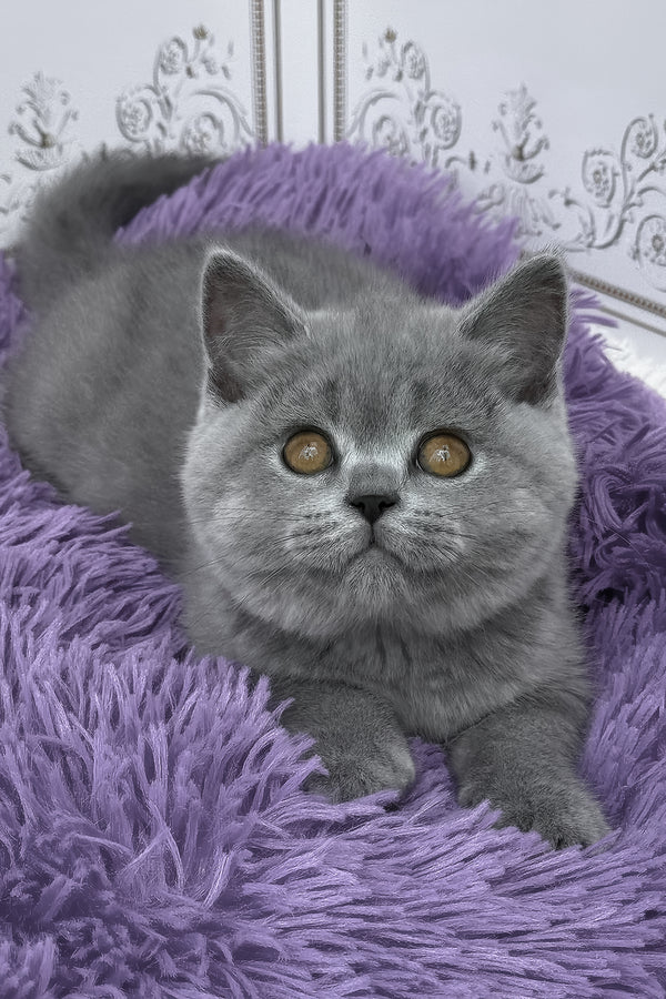 Tomas | British Shorthair Kitten