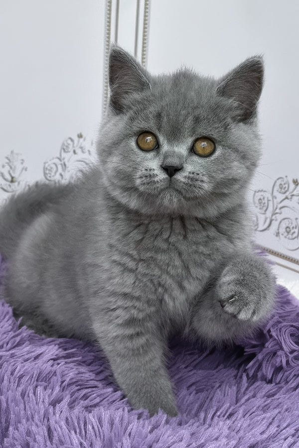 Tomas | British Shorthair Kitten