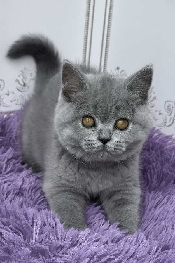 Tomas | British Shorthair Kitten