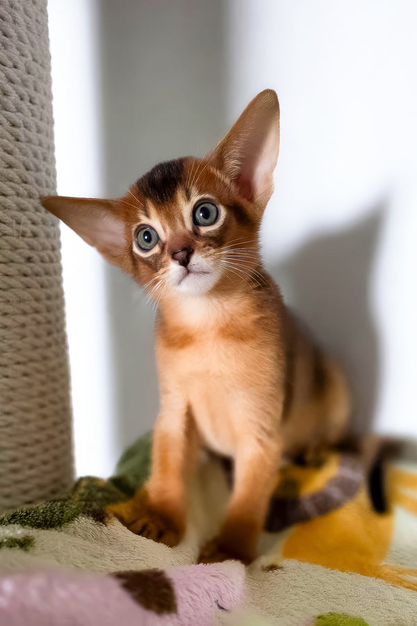 Tomik | Abyssinian Kitten