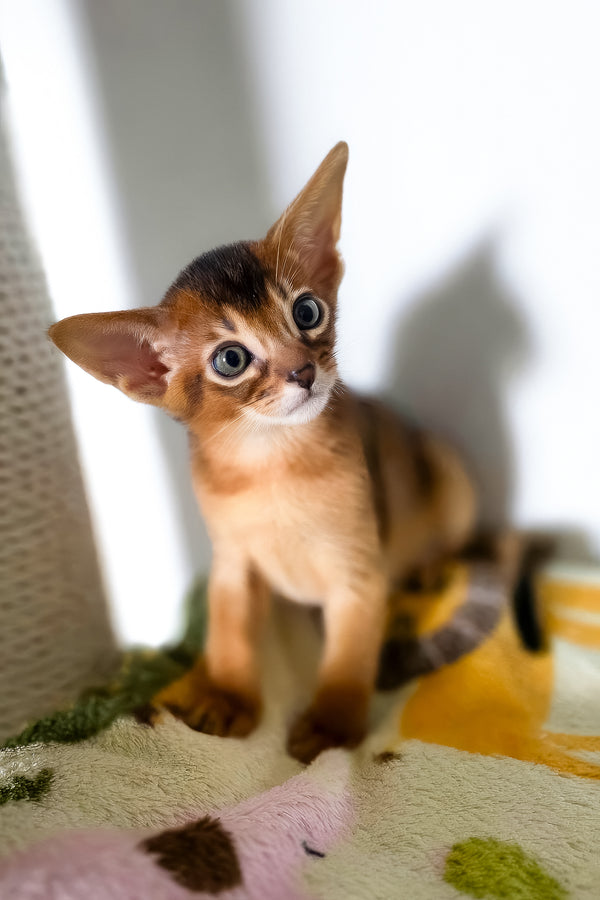 Tomik | Abyssinian Kitten