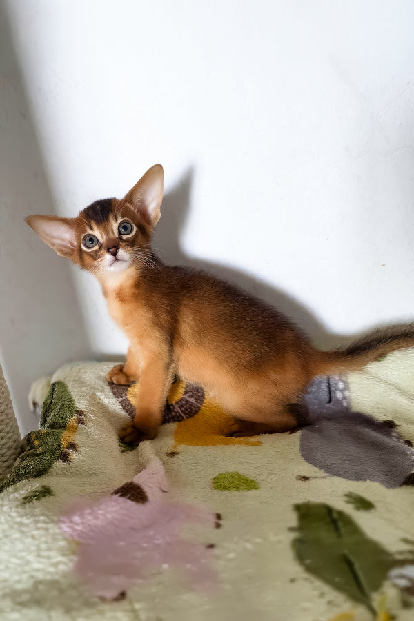 Tomik | Abyssinian Kitten