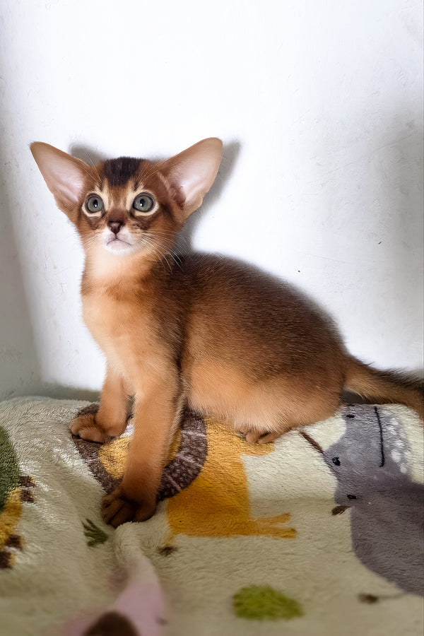 Tomik | Abyssinian Kitten