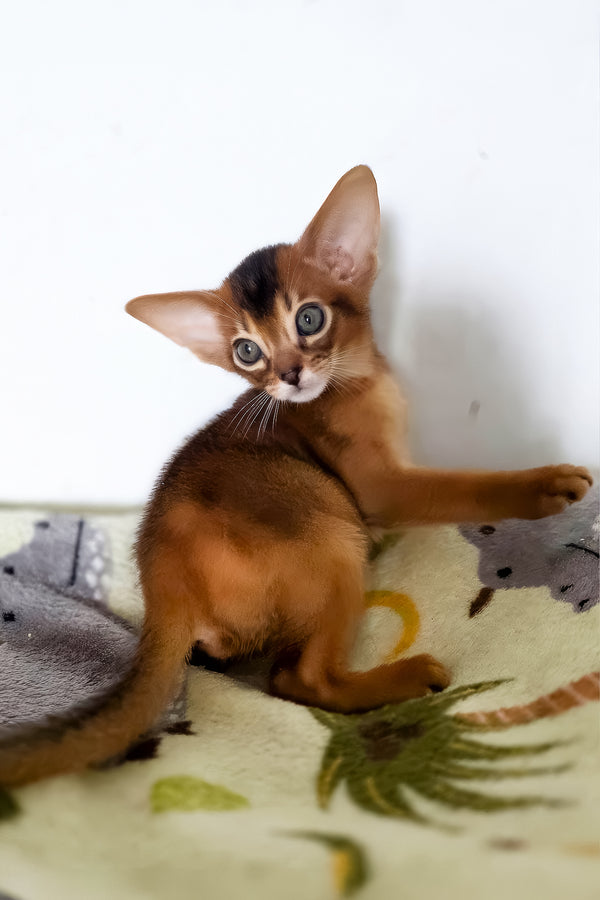 Tomik | Abyssinian Kitten