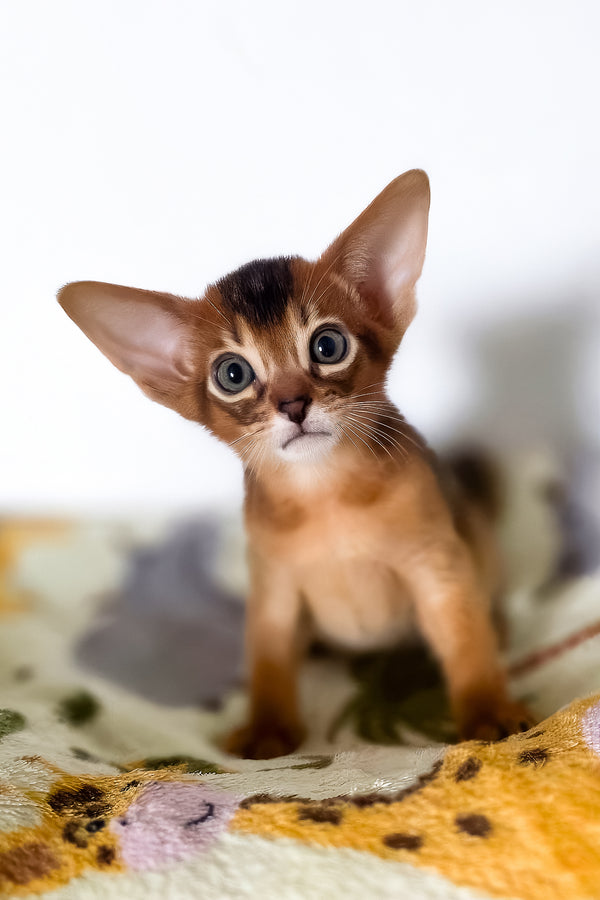 Tomik | Abyssinian Kitten