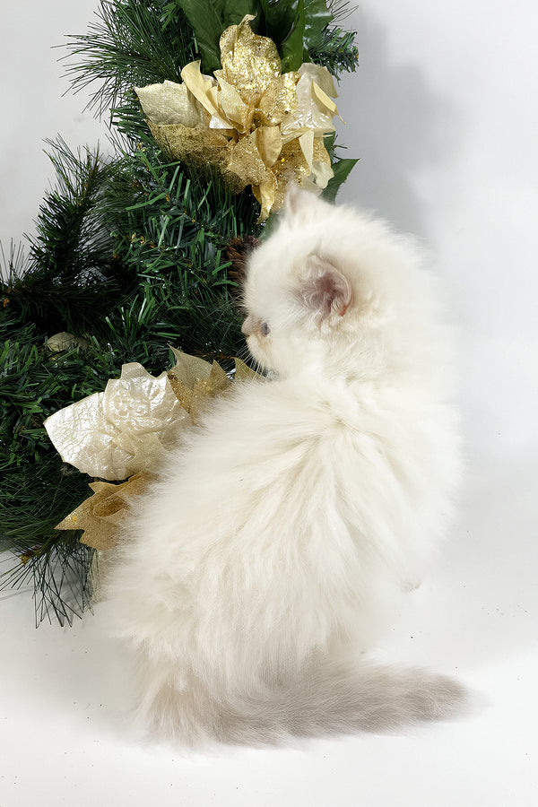 Tommy | British Longhair Kitten