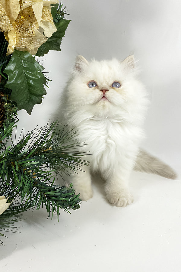 Tommy | British Longhair Kitten