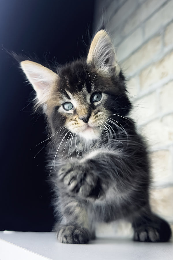 Tommy | Maine Coon Kitten