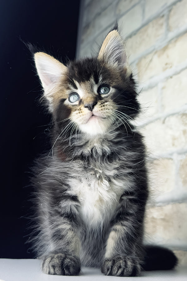 Tommy | Maine Coon Kitten