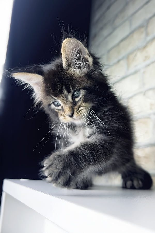 Tommy | Maine Coon Kitten