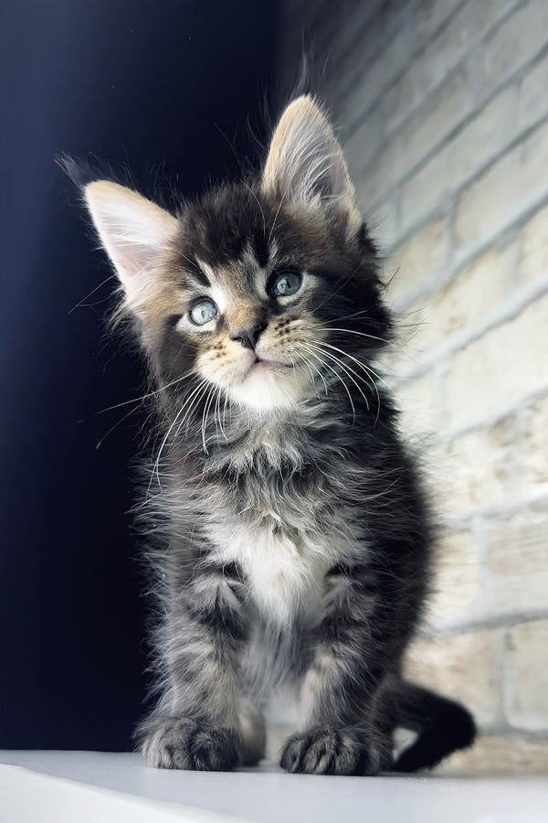 Tommy | Maine Coon Kitten