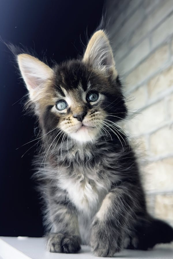 Tommy | Maine Coon Kitten