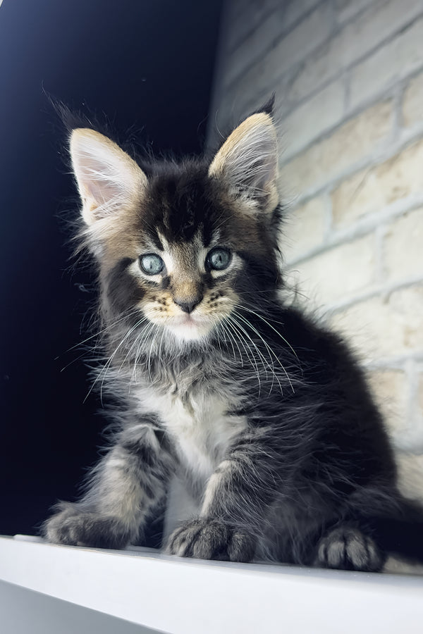 Tommy | Maine Coon Kitten