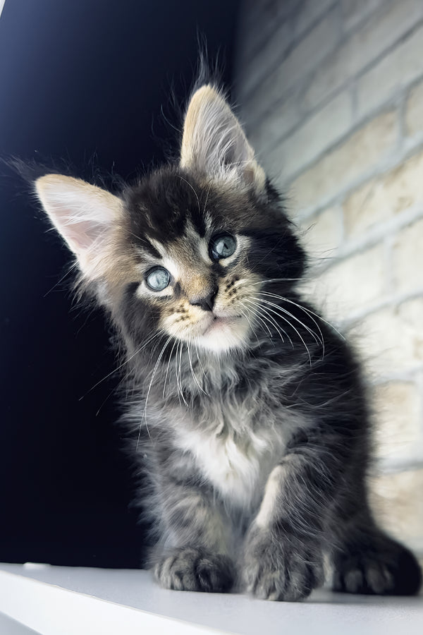 Tommy | Maine Coon Kitten