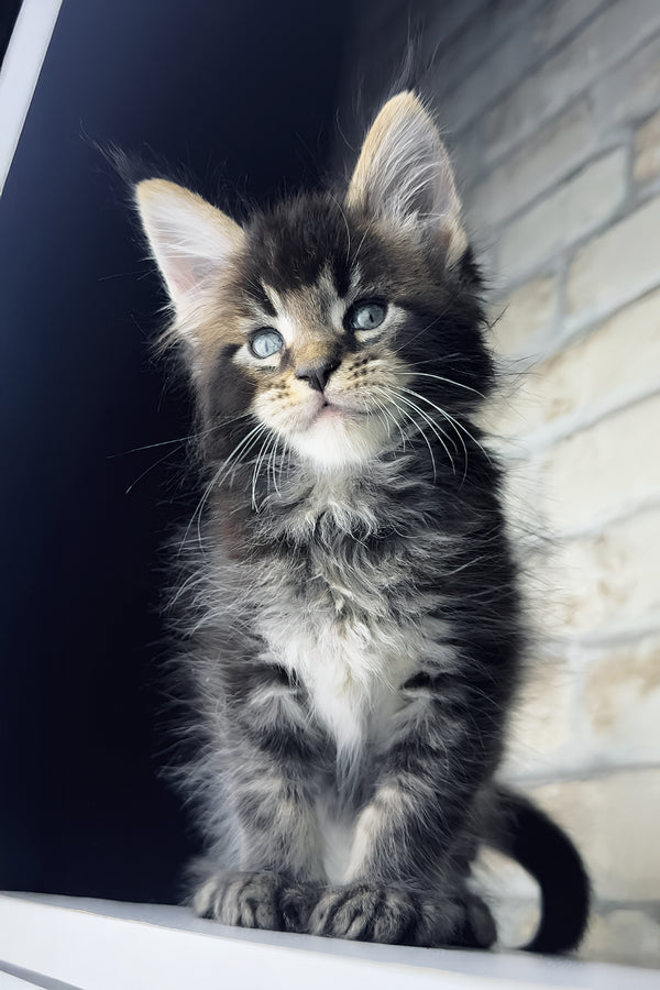 Tommy | Maine Coon Kitten