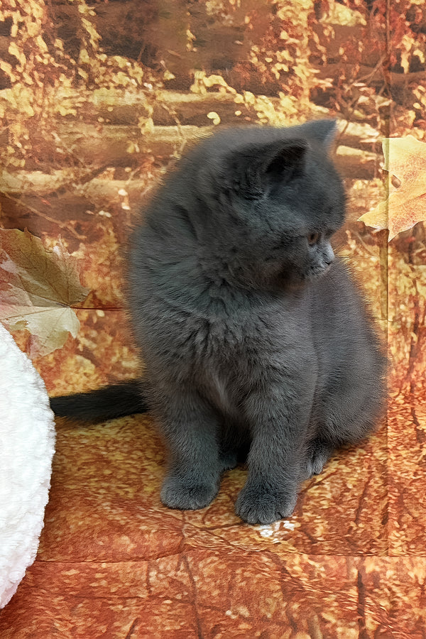 Tores | Scottish Straight Kitten