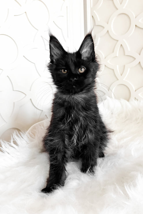 Toris | Maine Coon Kitten