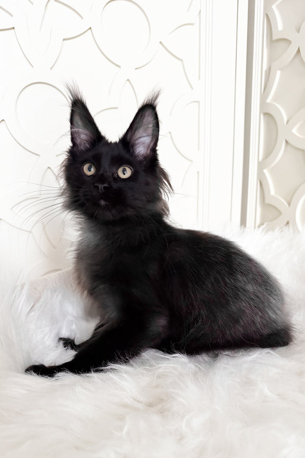 Toros | Maine Coon Kitten