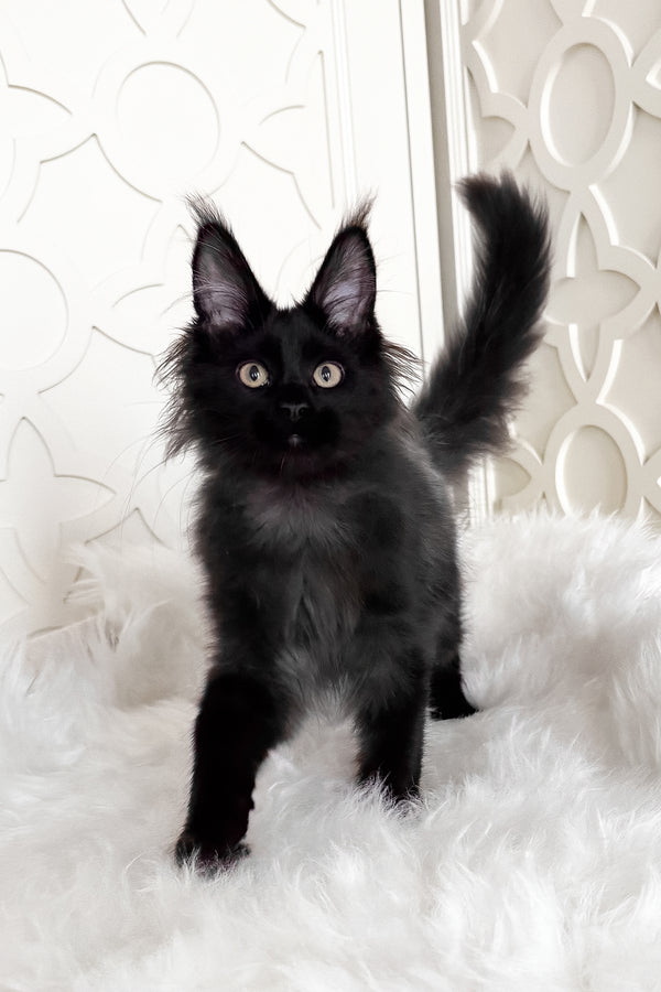 Toros | Maine Coon Kitten