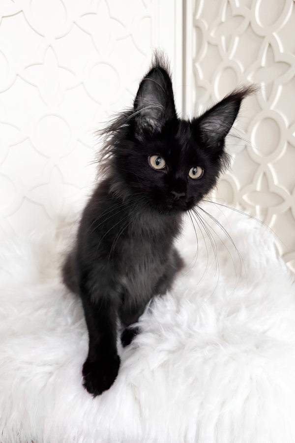 Toros | Maine Coon Kitten